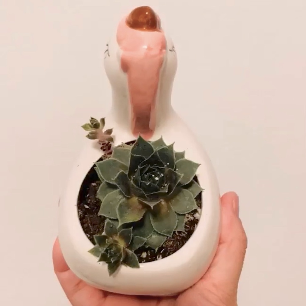 🦄Unicorn Succulent Plant Pot 🍃 - Picture 3 of 3